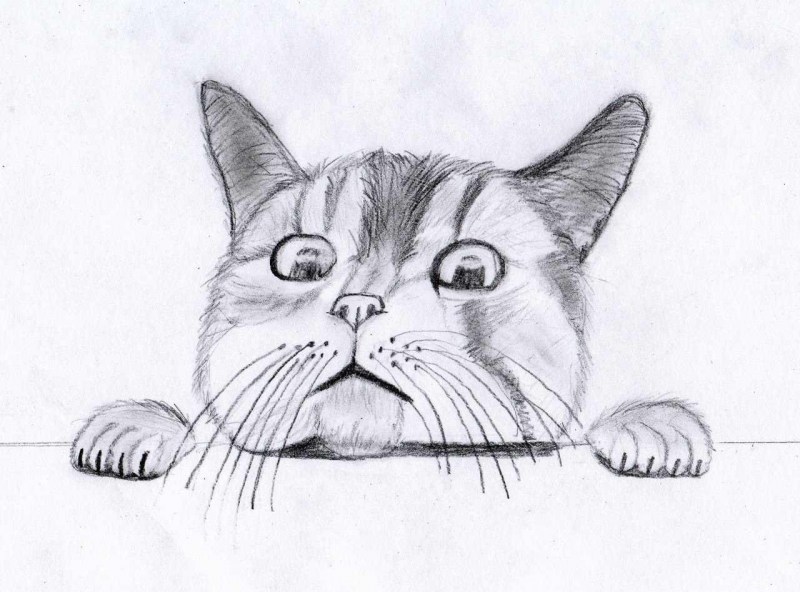 Рисунки котов карандашом