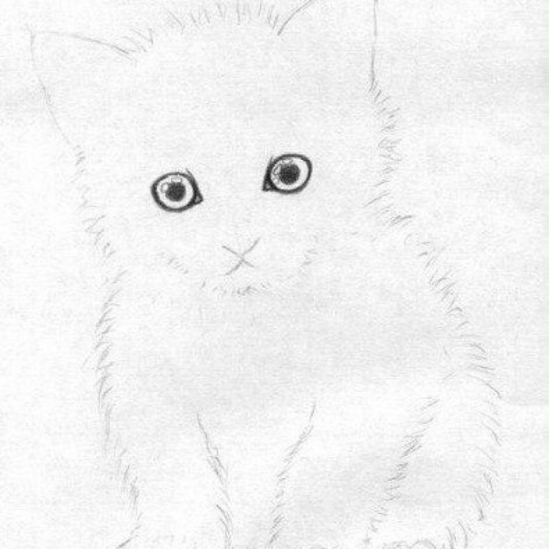 Рисунок котёнка карандашом лёгкие