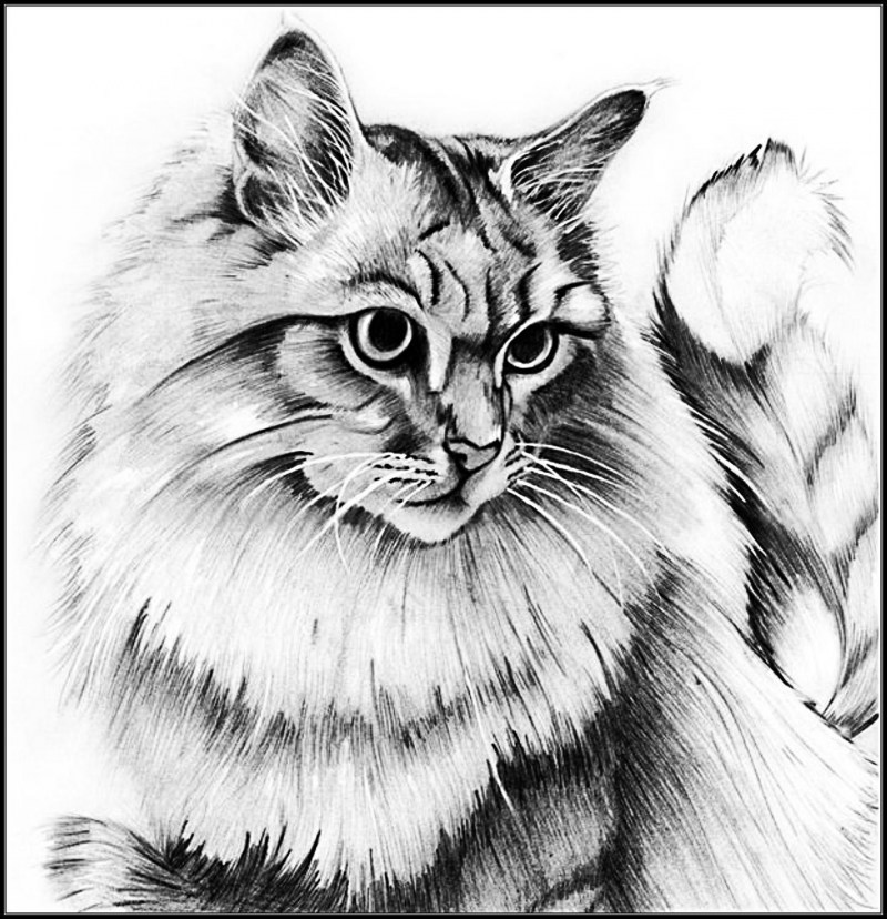 Кошка карандашом