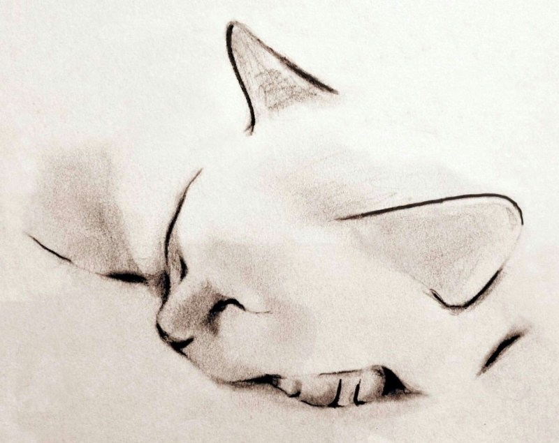 Kellas Campbell кошки