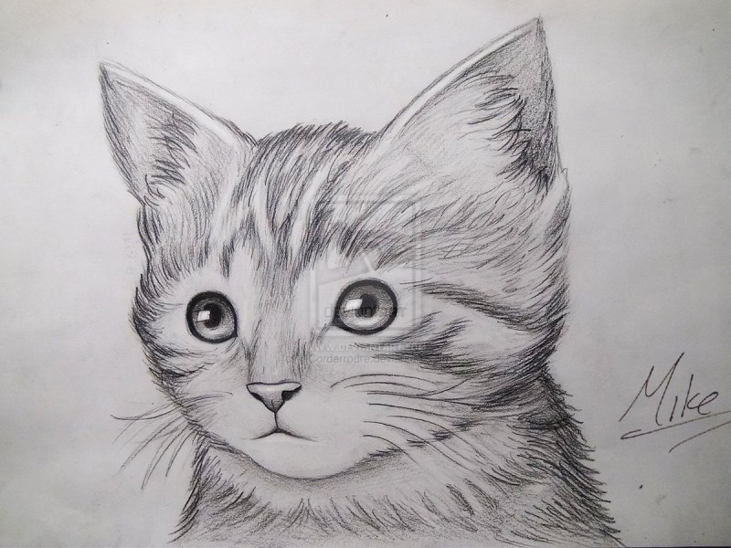 Котик рисунок карандашом