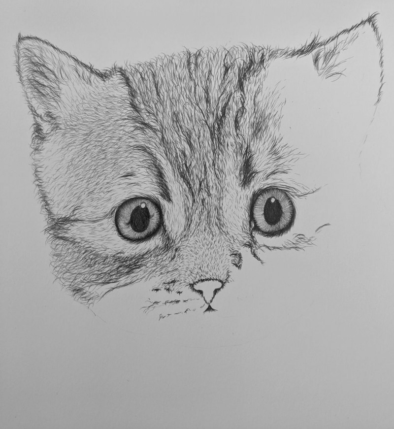 Котёнок рисунок карандашом