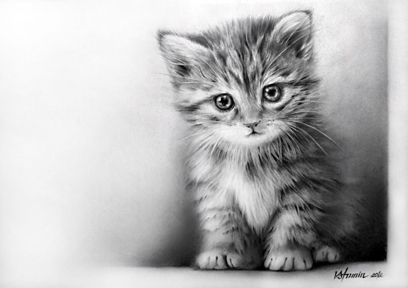 Котенок карандашом