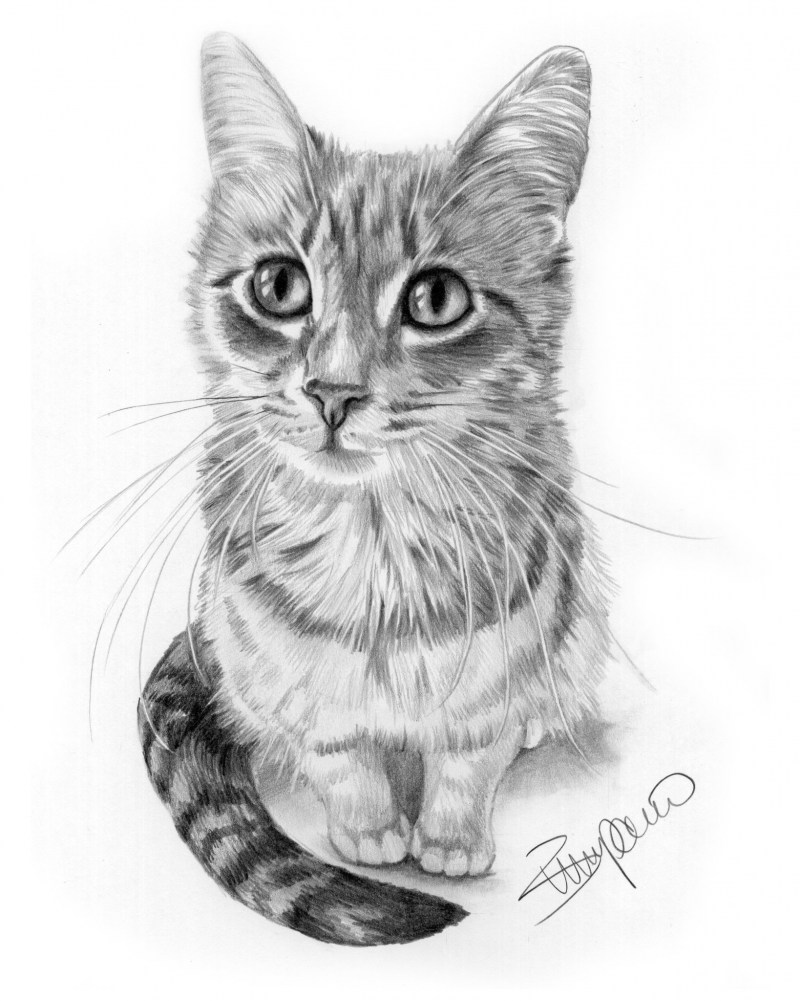 Кошка рисунок