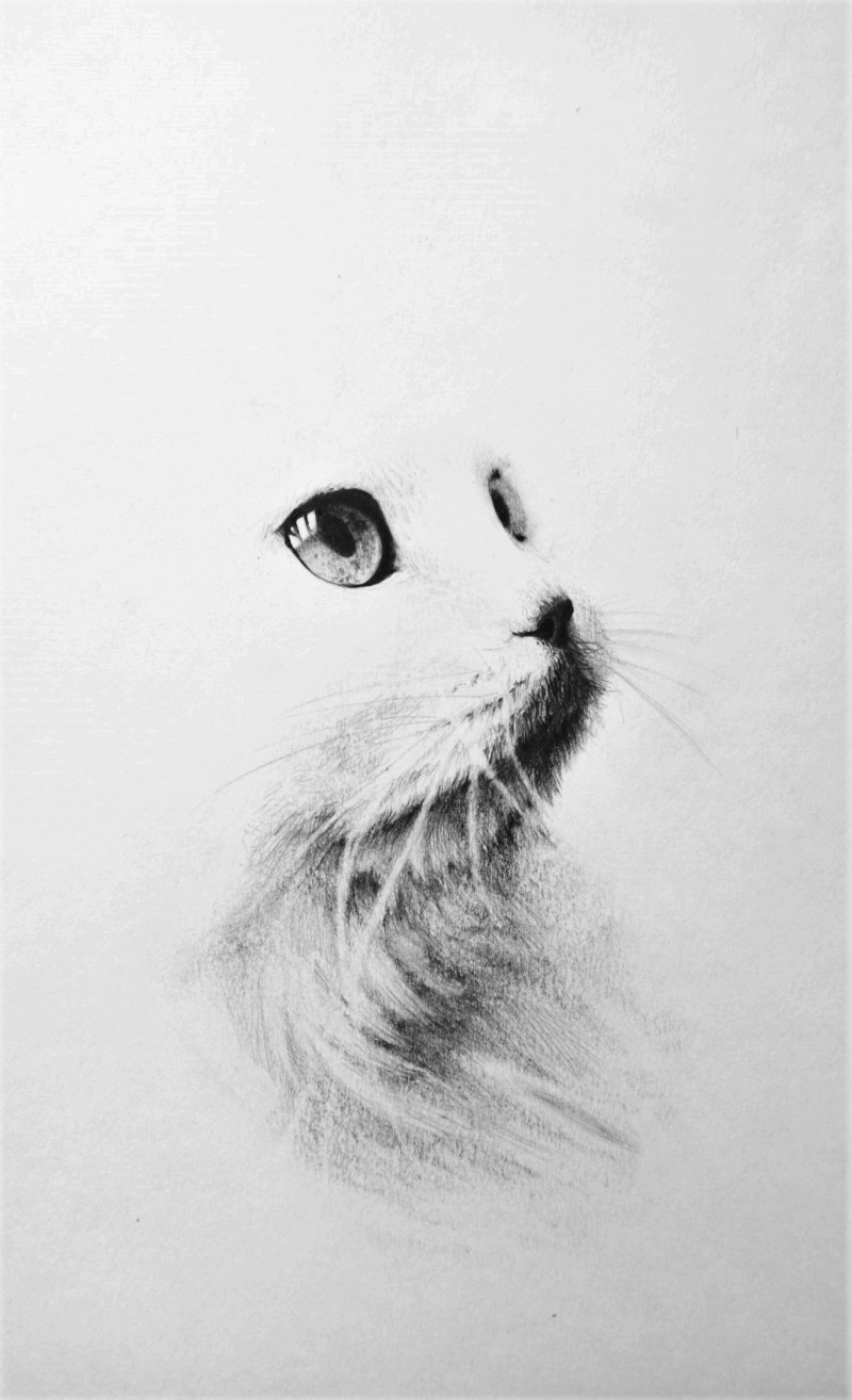 Кошка карандашом