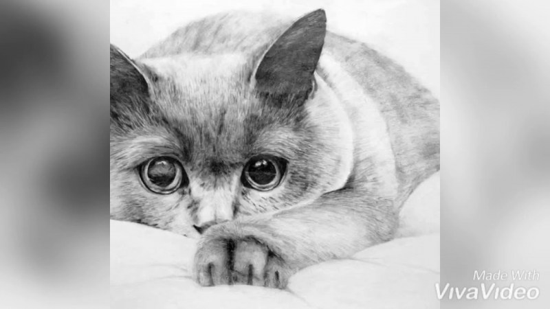 Кошка карандашом