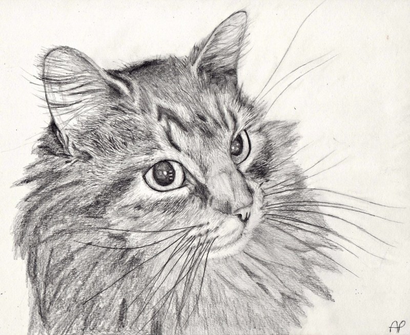 Кошка карандашом