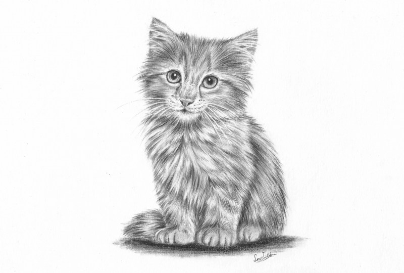 Кошка рисунок карандашом