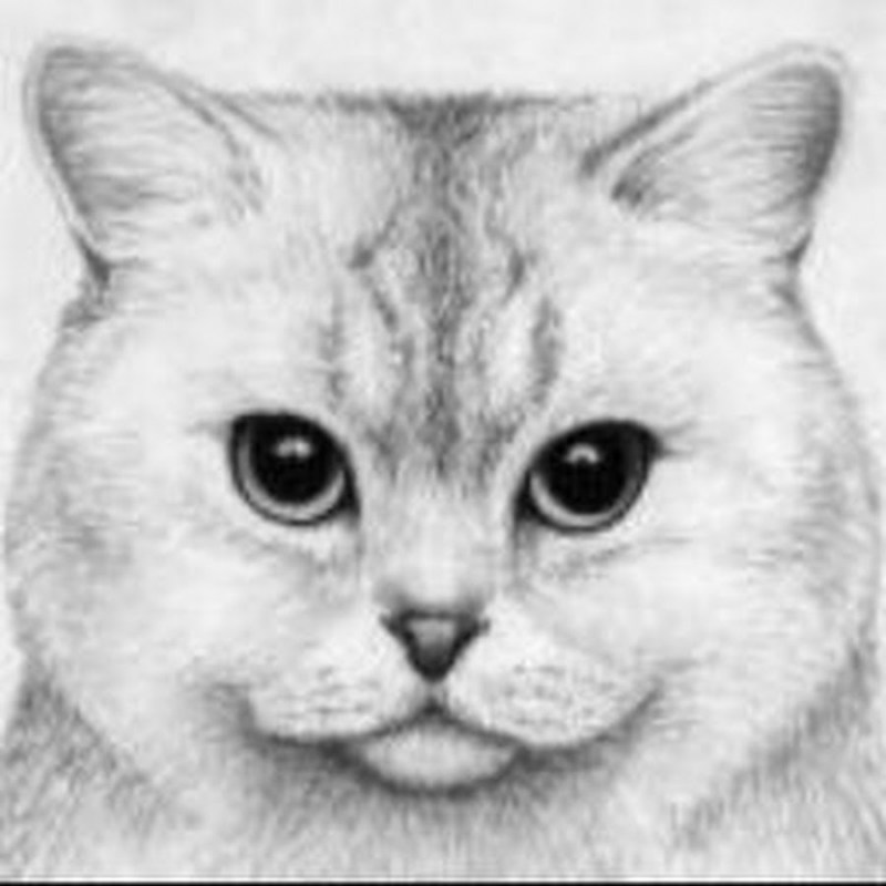 Портрет кошки карандашом