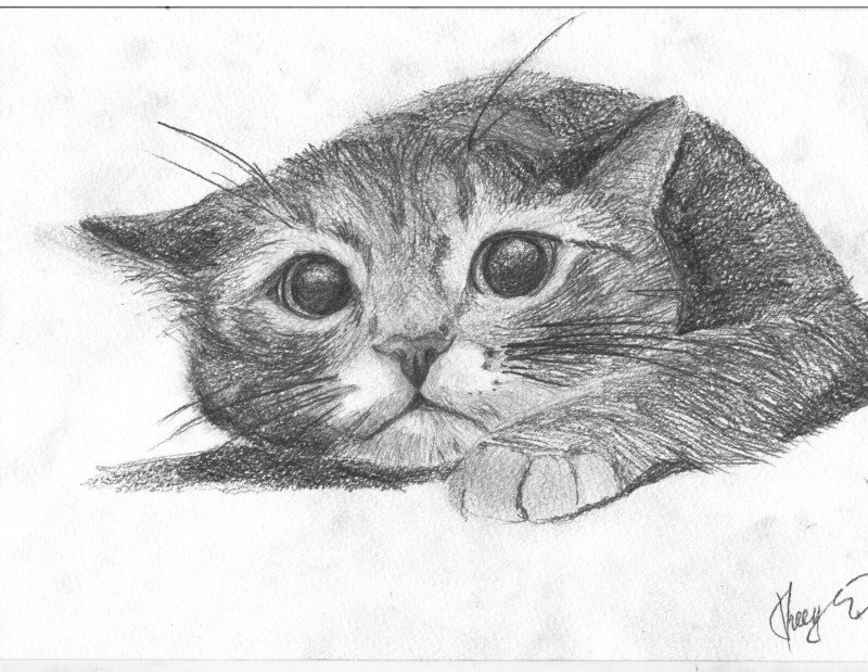 Кошка рисунок карандашом