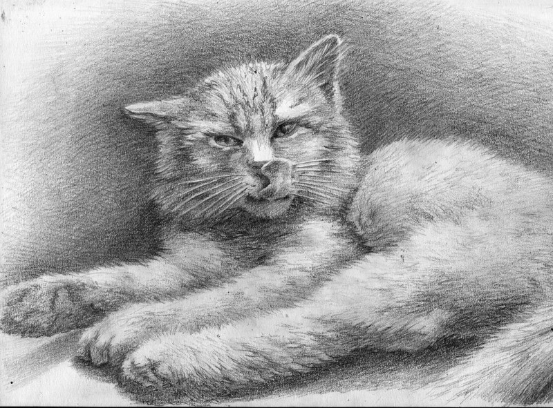Шерсть кота карандашом
