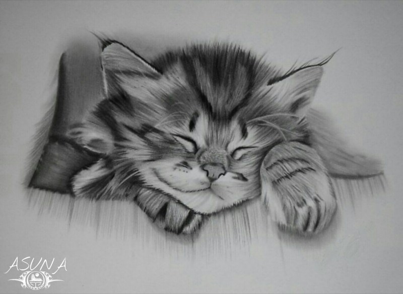 Нарисовать котика карандашом