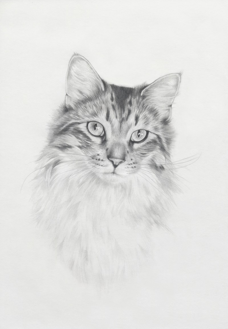 Зарисовка кота карандашом