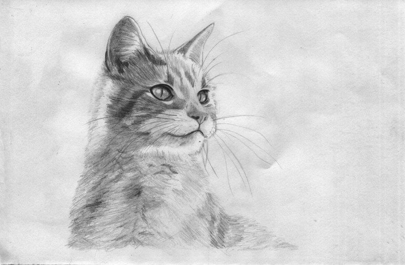 Кошка рисунок карандашом