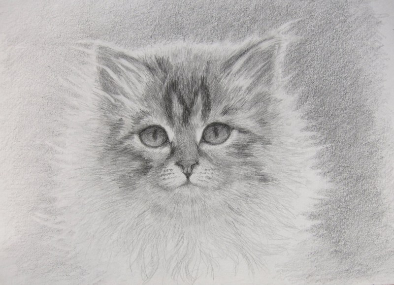Рисунки котов карандашом