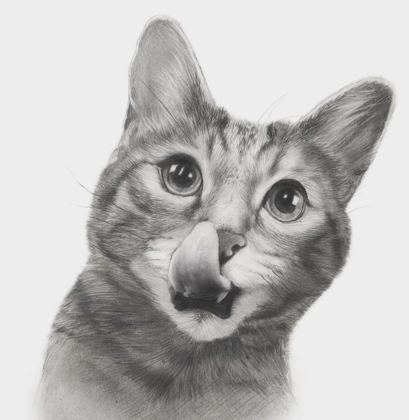 Кошка карандашом