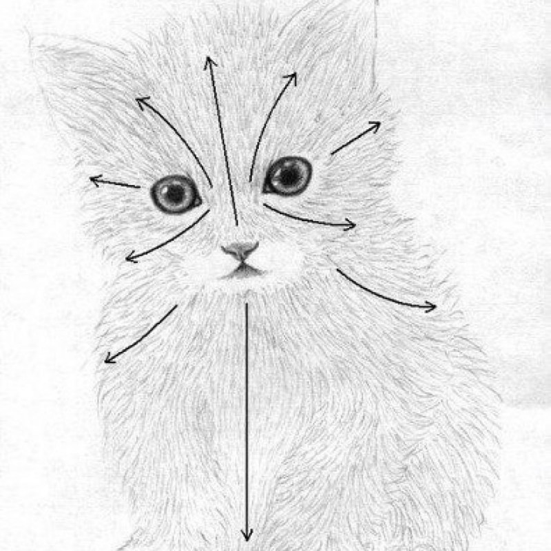 Кошка штрихами