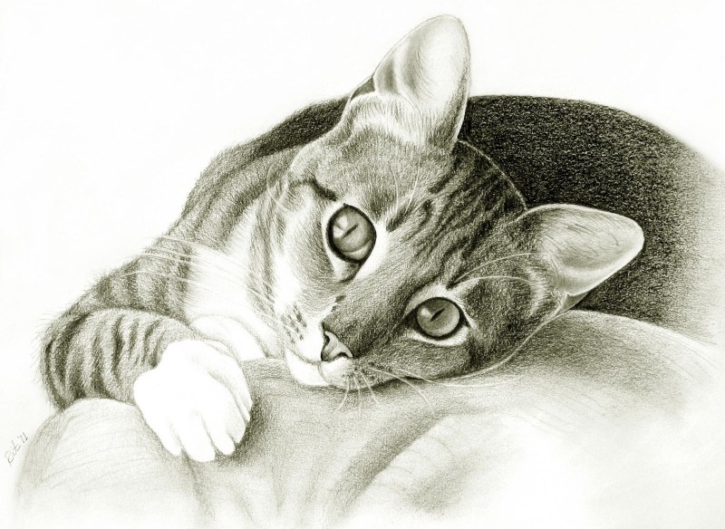 Кошка рисунок карандашом