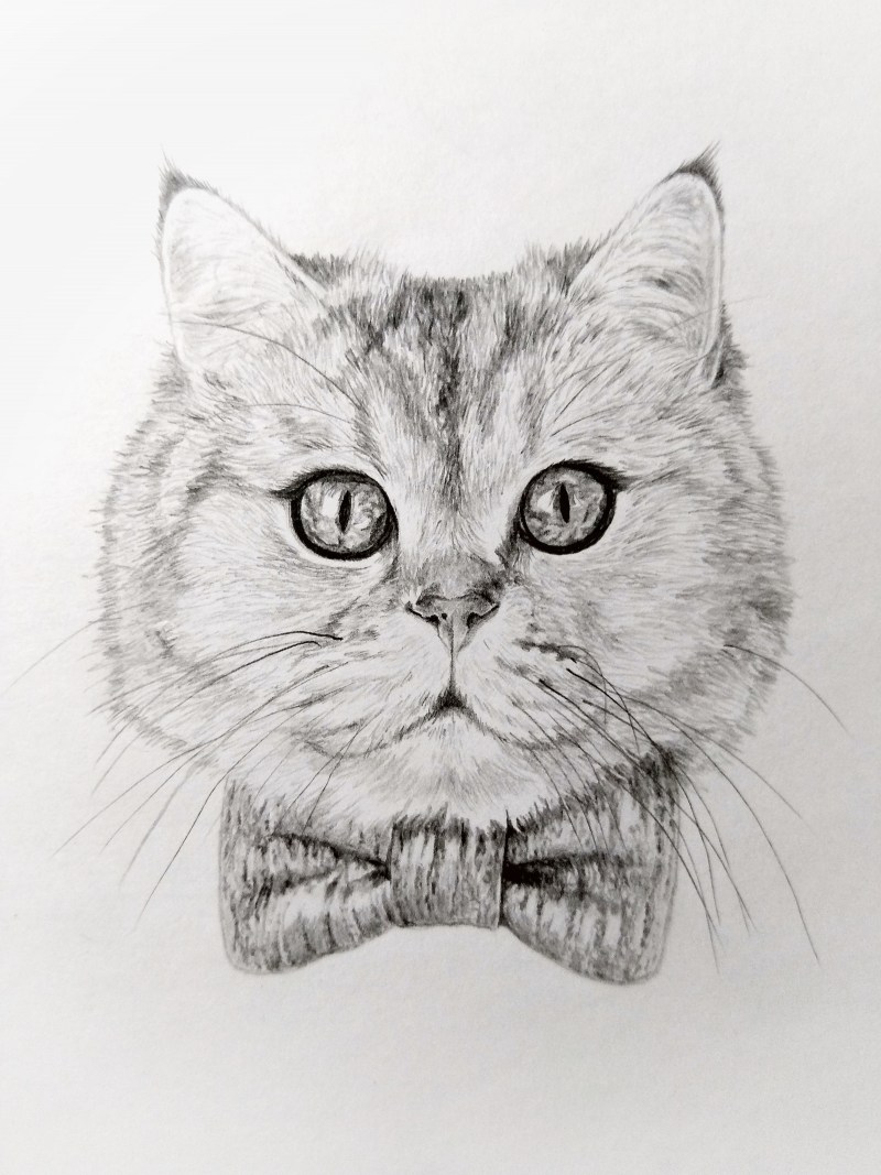 Красивые рисунки кошек карандашом
