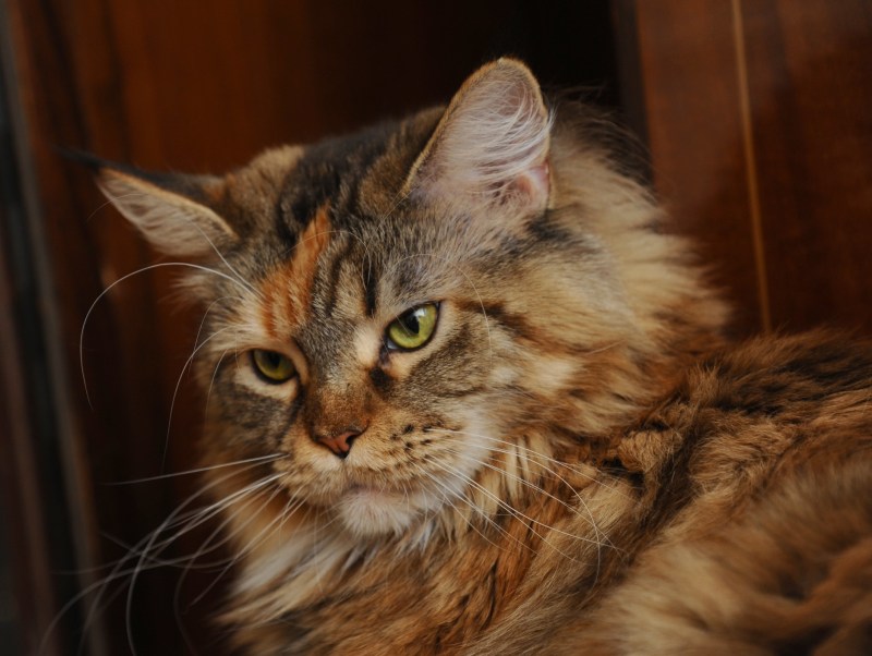 Мейнкун кот