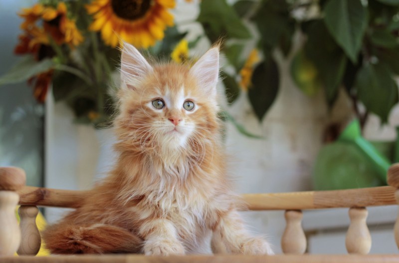 Рыжий зеленоглазый кот