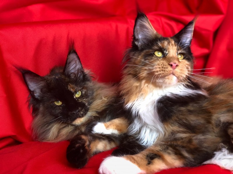Фотопортрет кота