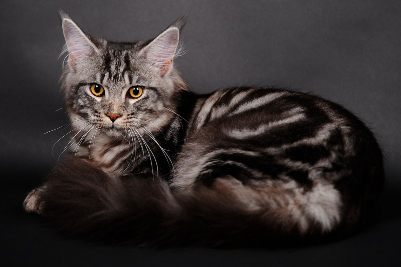 Мейнкун короткошёрстная