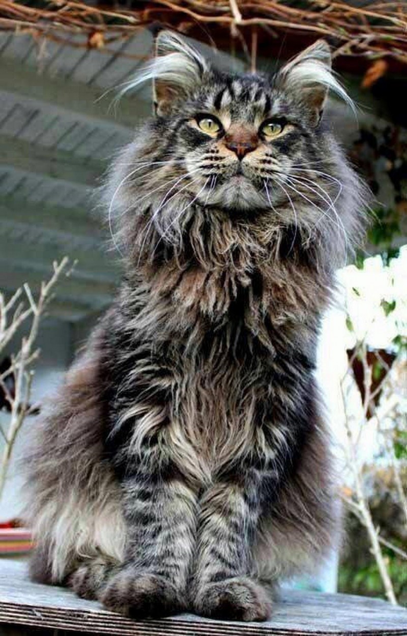 Кошки Мейн куны