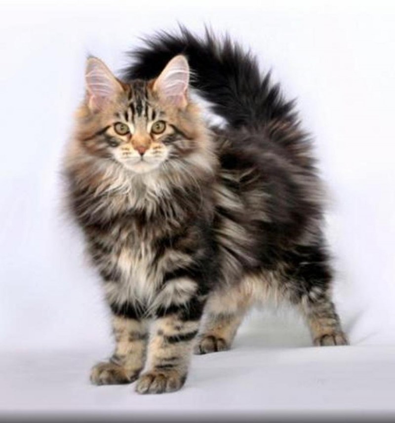 Сибирский кот и Мейн кун