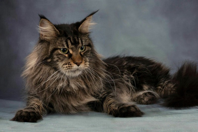 Кошка Мейн кун с котятами