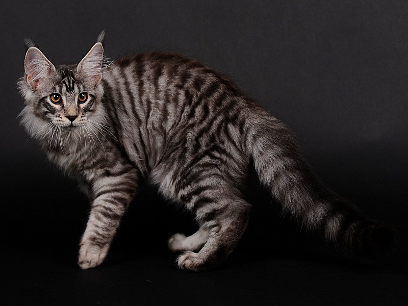 Котята Мейн кун Браун табби