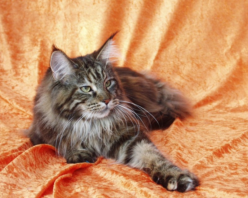 Мейнкун кот