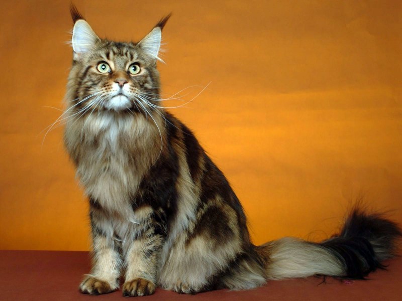 Кошка Мейн кун короткошерстный