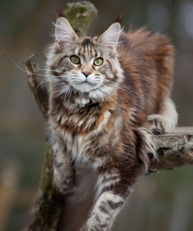 Кошка Мейн кун серая