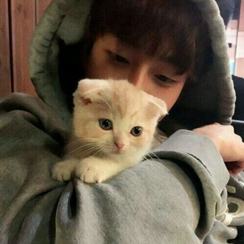 Кореец с котенком