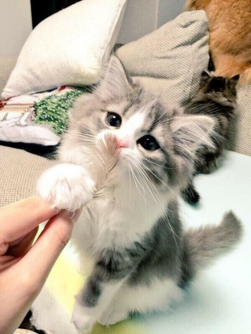 Котики милые корейские