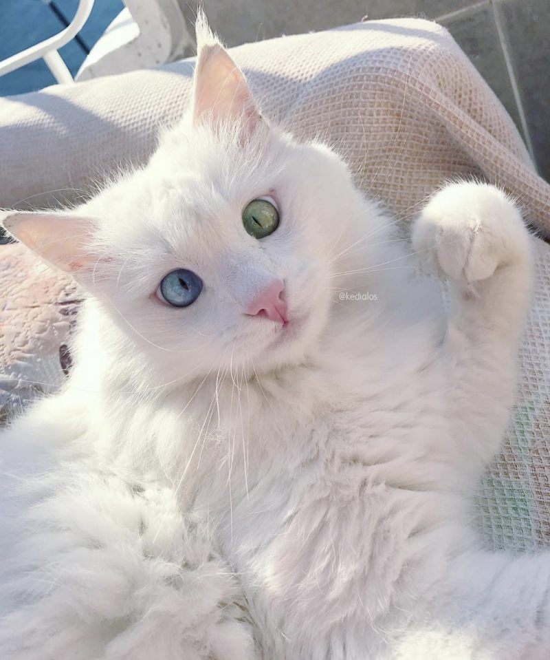 Котики милые корейские