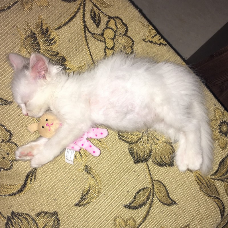 Корейские котята маленькие