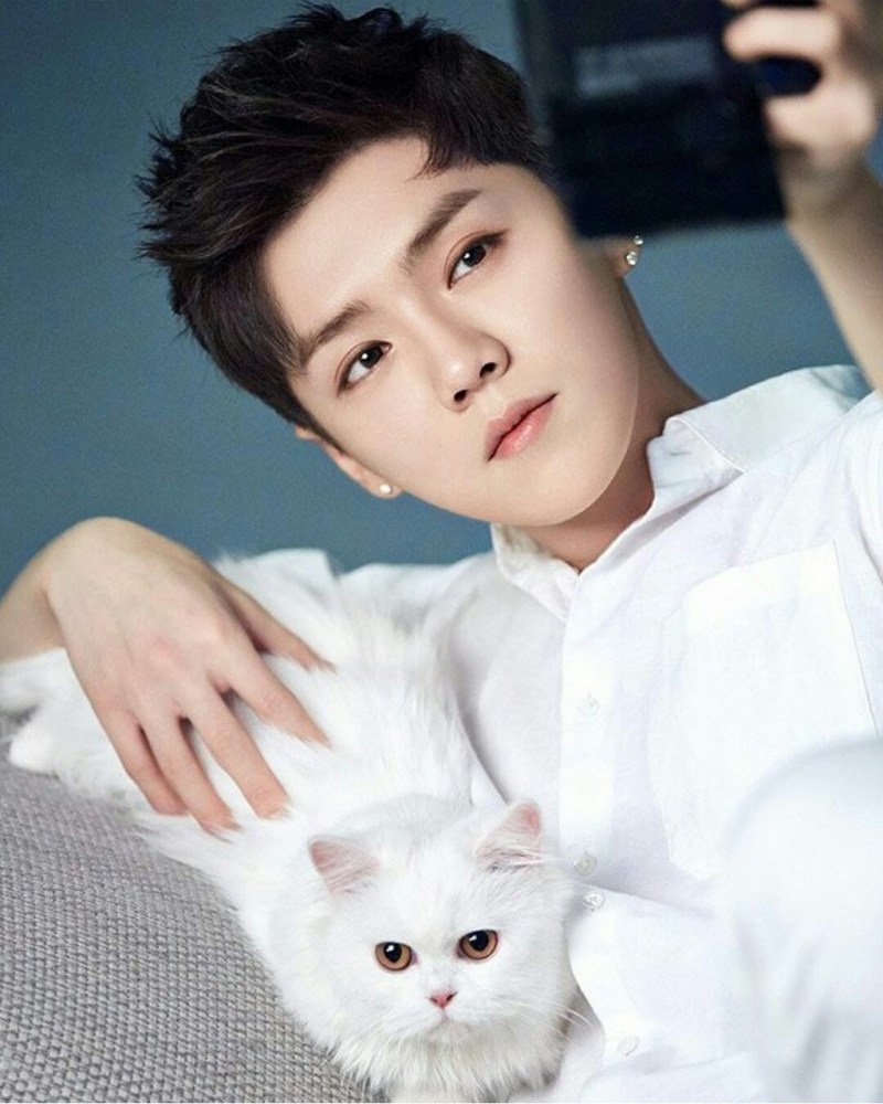 Luhan корейский певец кот