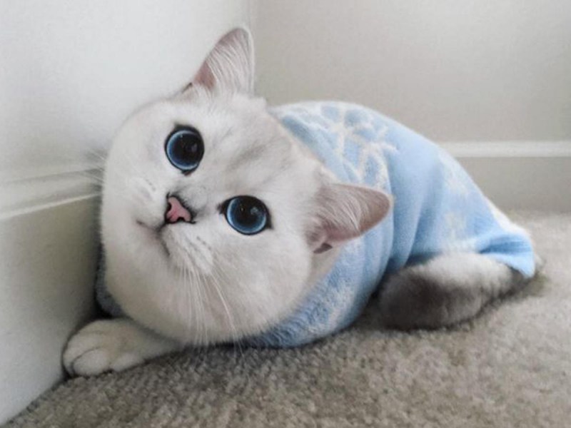 Фильм про котёнка корейский