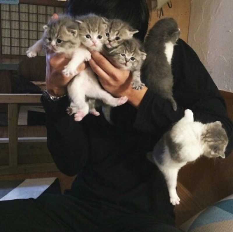 Милые котики Корея
