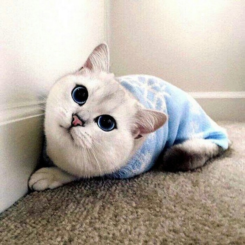 Голубоглазый кот Коби
