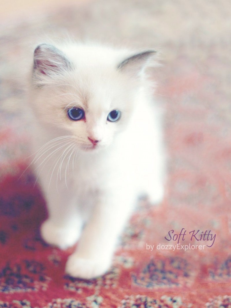 Котёнок Кореи