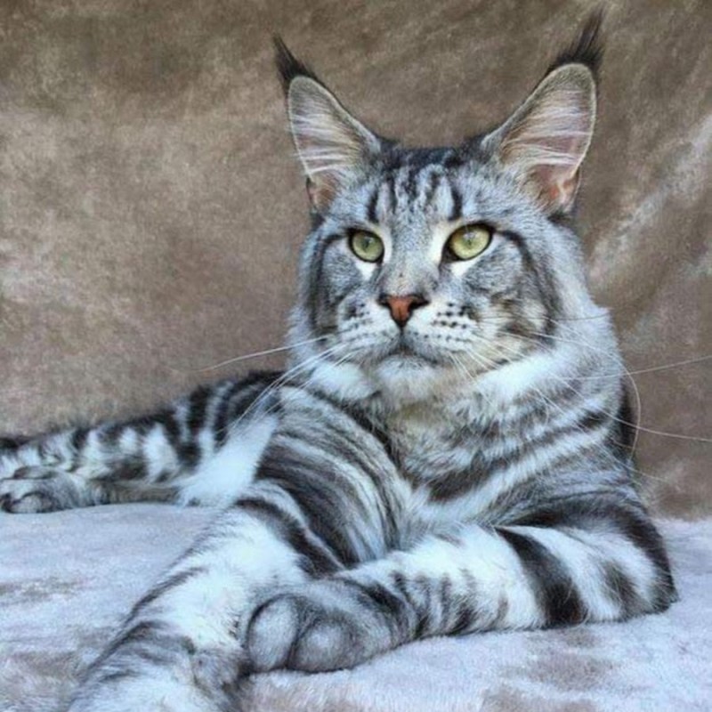 Бенгальский Мейн кун