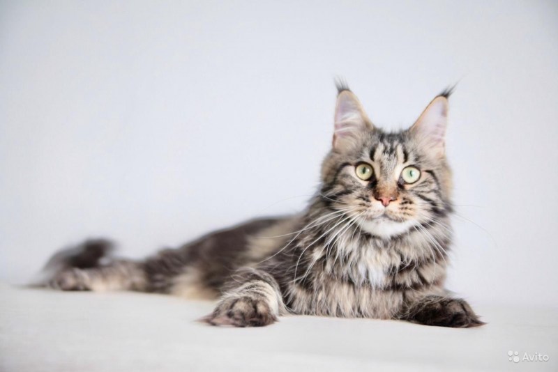 Коты Мейн куны