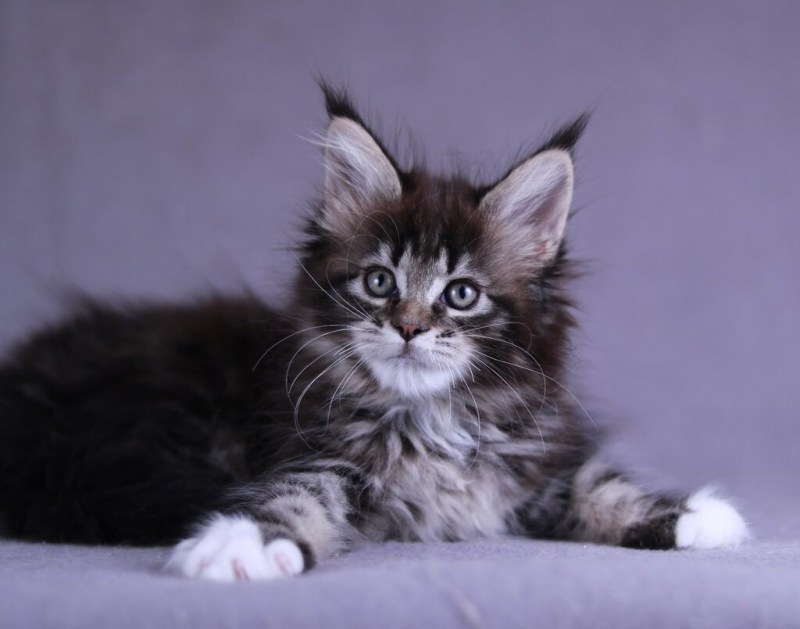 Котята Мейн кун