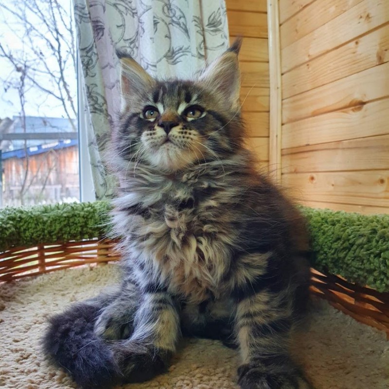 Кошки маленькие Мейн кун