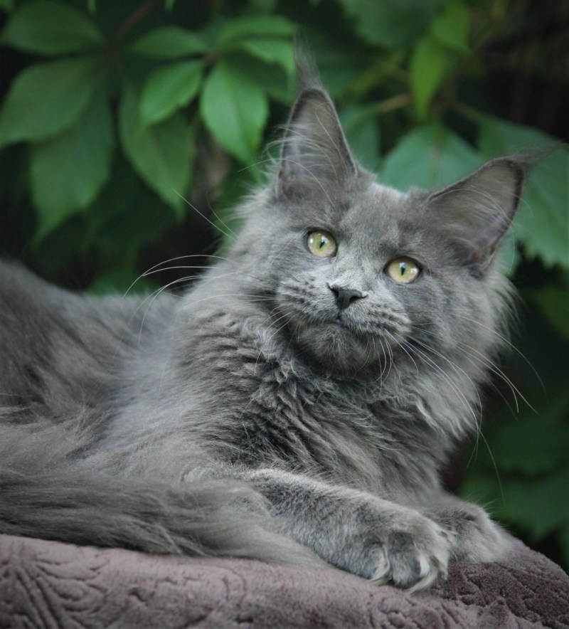 Кот Мейн кун