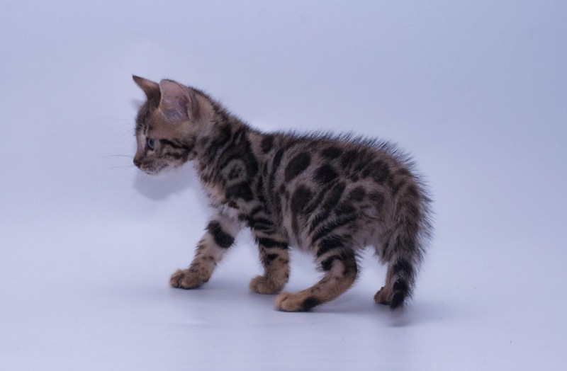 Новорожденные котята Мейн куна черный мрамор