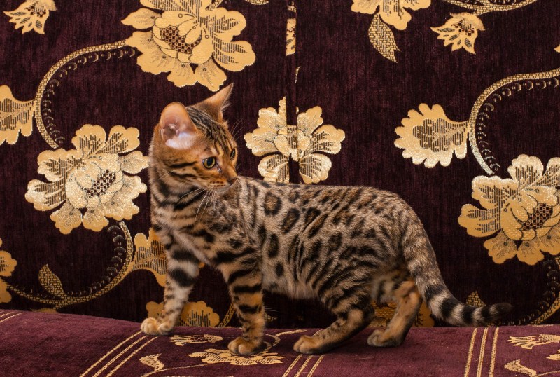 Кот просит бенгалы